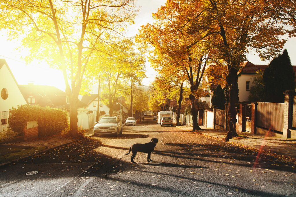 A peaceful autumnal street scene with a dog in a sunlit neighborhood.